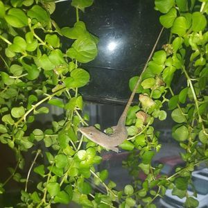 Meet your Posher, Jake